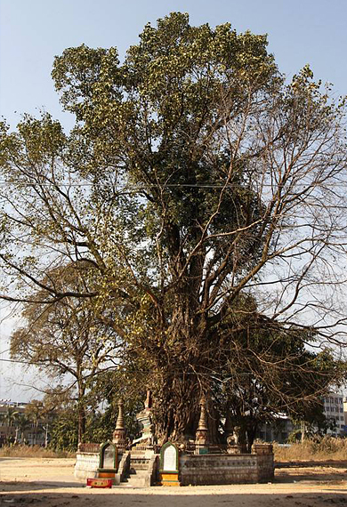 德宏州-芒市-树包塔