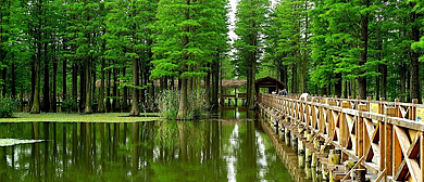 上海市-青浦区-金泽镇-青西郊野公园·大莲湖水上森林风景区
