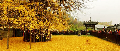 西安市-长安区-东大街道-罗汉洞村-古观音寺·千年银杏树