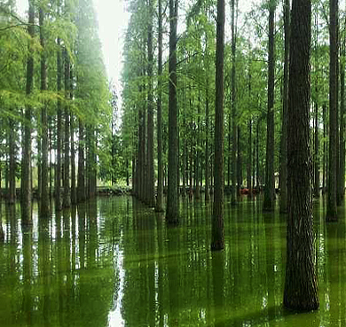 扬州市-宝应县-宝应湖（白鹿岛）国家湿地公园