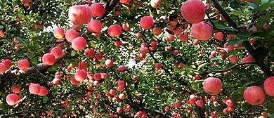凉山州-盐源县-万亩苹果产业基地