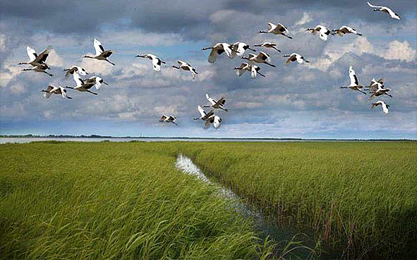 齐齐哈尔市-铁锋区-扎龙湿地（丹顶鹤）国家级自然保护区|4A