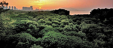 深圳市-南山区-内伶仃岛·红树林国家级自然保护区
