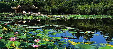 杭州市-西湖区-曲院风荷（|宋-清|西湖十景）岳湖风景旅游区