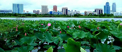 哈尔滨市-松北区-金河湾湿地植物园 