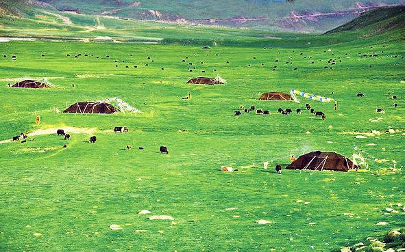 那曲市-巴青县-羌塘草原·巴青（大牦牛帐篷·黑帐篷）风景区