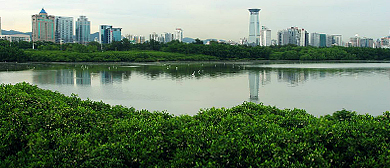 深圳市-福田区-深圳湾·红树林国家湿地公园