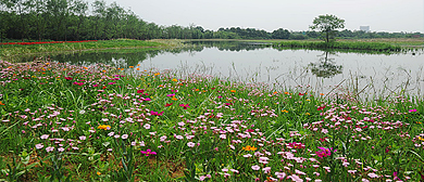 成都市-新都区-香城湿地公园