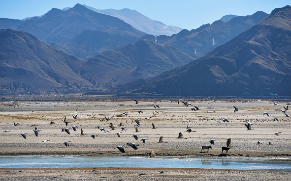 日喀则市-南木林县-雅鲁藏布江中游（黑颈鹤）国家级自然保护区