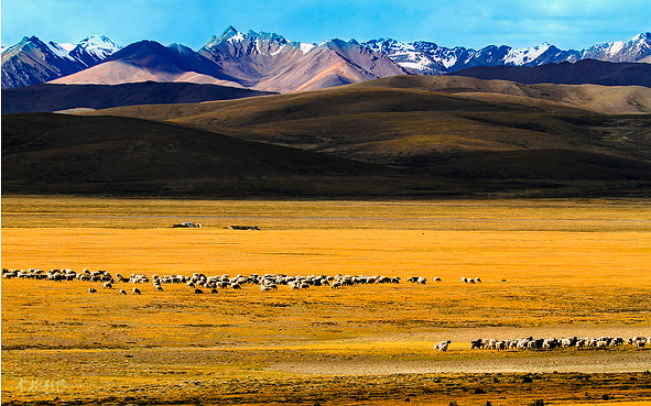 日喀则市-萨嘎县-冈底斯山脉主峰·冷布岗日峰（7095米）风景区