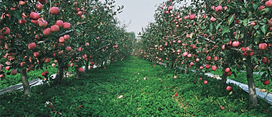 渭南市-白水县-白水苹果农业旅游区