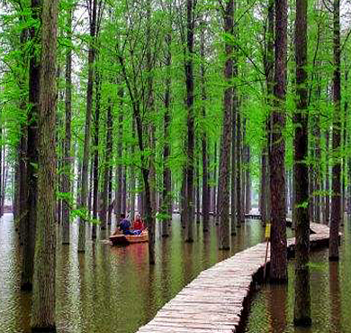 扬州市-江都区-渌洋湖湿地（水上森林）风景区