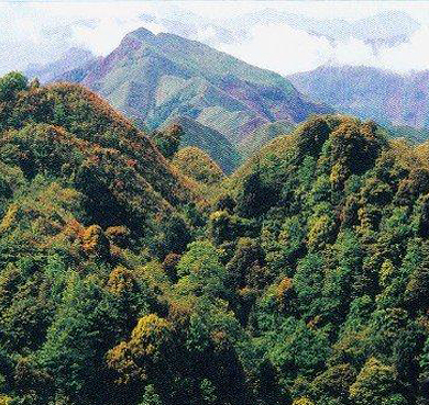 黔西南州-安龙县-仙鹤坪国家森林公园