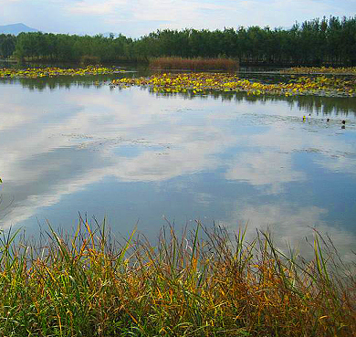 北京市-海淀区-上庄镇-翠湖国家城市湿地公园