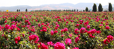 曲靖市-马龙区-旧县镇-香炉山·千亩玫瑰花园基地