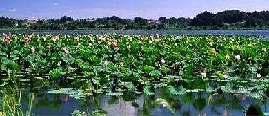 菏泽市-曹县-太行堤水库·万亩荷塘风景旅游区