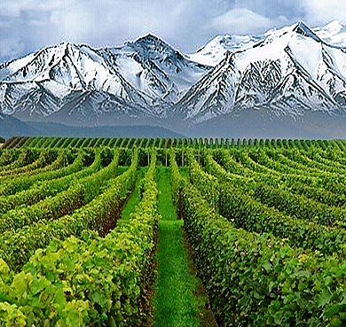 巴音郭楞州-焉耆县-霍拉山（焉耆葡萄酒庄）酿酒葡萄产业园