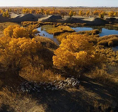 和田地区-和田县-喀拉喀什河·墨玉河（塔克拉玛干沙漠·胡杨林）风景区