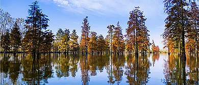 滁州市-来安县-池杉湖国家湿地公园（水上森林）风景旅游区