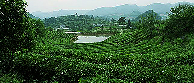 湘西州-古丈县-古丈毛尖有机生态茶园