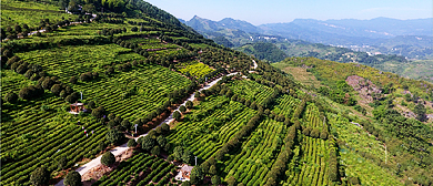 遵义市-正安县-正安白茶生产基地（白茶城）风景旅游区