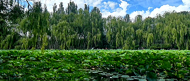 包头市-昆都仑区-阿尔丁植物园·公园