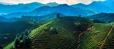 吉安市-遂川县-汤湖镇-狗牯脑千亩茶场·风景旅游区