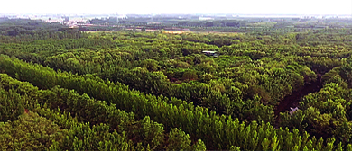 聊城市-茌平区-茌平国家森林公园