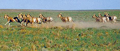 巴彦淖尔市-乌后旗-乌拉特（梭梭林·蒙古野驴）国家级自然保护区 