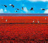 盘锦市-大洼区-辽河口（红海滩湿地）国家级自然保护区·辽河口红海滩国家级海洋公园|5A